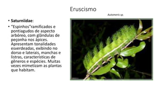 Eruscismo
• Saturniidae:
• “Espinhos”ramificados e
pontiagudos de aspecto
arbóreo, com glândulas de
peçonha nos ápices.
Apresentam tonalidades
esverdeadas, exibindo no
dorso e laterais, manchas e
listras, características de
gêneros e espécies. Muitas
vezes mimetizam as plantas
que habitam.
Automeris sp.
 