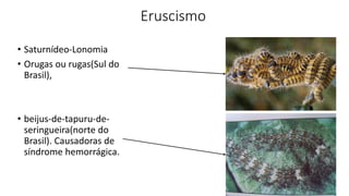 Eruscismo
• Saturnídeo-Lonomia
• Orugas ou rugas(Sul do
Brasil),
• beijus-de-tapuru-de-
seringueira(norte do
Brasil). Causadoras de
síndrome hemorrágica.
 