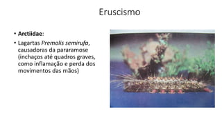 Eruscismo
• Arctiidae:
• Lagartas Premolis semirufa,
causadoras da pararamose
(inchaços até quadros graves,
como inflamação e perda dos
movimentos das mãos)
 