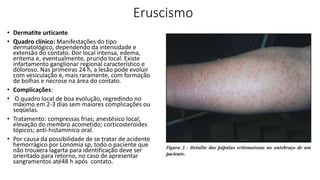 Eruscismo
• Dermatite urticante
• Quadro clínico: Manifestações do tipo
dermatológico, dependendo da intensidade e
extensão do contato. Dor local intensa, edema,
eritema e, eventualmente, prurido local. Existe
infartamento ganglionar regional característico e
doloroso. Nas primeiras 24 h, a lesão pode evoluir
com vesiculação e, mais raramente, com formação
de bolhas e necrose na área do contato.
• Complicações:
• O quadro local de boa evolução, regredindo no
máximo em 2-3 dias sem maiores complicações ou
seqüelas.
• Tratamento: compressas frias; anestésico local;
elevação do membro acometido; corticosteroides
tópicos; anti-histamínico oral.
• Por causa da possibilidade de se tratar de acidente
hemorrágico por Lonomia sp, todo o paciente que
não trouxera lagarta para identificação deve ser
orientado para retorno, no caso de apresentar
sangramentos até48 h após contato.
 