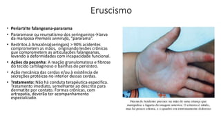 Eruscismo
• Periartrite falangeana-pararama
• Pararamose ou reumatismo dos seringueiros→larva
da mariposa Premolis semirufa, “pararama”.
• Restritos à Amazônia(seringais) > 90% acidentes
comprometem as mãos, originando lesões crônicas
que comprometem as articulações falangeanas,
levando a deformidades com incapacidade funcional.
• Ações da peçonha: A reação granulomatosa e fibrose
do tecido cartilaginoso e bainhas do periósteo.
• Ação mecânica das cerdas e/ou à existência de
secreções protéicas no interior dessas cerdas.
• Tratamento: Não há conduta terapêutica específica.
Tratamento imediato, semelhante ao descrito para
dermatite por contato. Formas crônicas, com
artropatia, deverão ter acompanhamento
especializado.
 