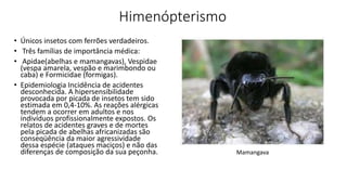 Himenópterismo
• Únicos insetos com ferrões verdadeiros.
• Três famílias de importância médica:
• Apidae(abelhas e mamangavas), Vespidae
(vespa amarela, vespão e marimbondo ou
caba) e Formicidae (formigas).
• Epidemiologia Incidência de acidentes
desconhecida. A hipersensibilidade
provocada por picada de insetos tem sido
estimada em 0,4-10%. As reações alérgicas
tendem a ocorrer em adultos e nos
indivíduos profissionalmente expostos. Os
relatos de acidentes graves e de mortes
pela picada de abelhas africanizadas são
conseqüência da maior agressividade
dessa espécie (ataques maciços) e não das
diferenças de composição da sua peçonha. Mamangava
 