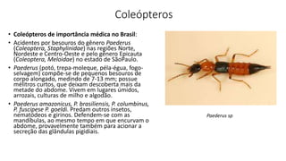 Coleópteros
• Coleópteros de importância médica no Brasil:
• Acidentes por besouros do gênero Paederus
(Coleoptera, Staphylinidae) nas regiões Norte,
Nordeste e Centro-Oeste e pelo gênero Epicauta
(Coleoptera, Meloidae) no estado de SãoPaulo.
• Paederus (potó, trepa-moleque, péla-égua, fogo-
selvagem) compõe-se de pequenos besouros de
corpo alongado, medindo de 7-13 mm; possue
mélitros curtos, que deixam descoberta mais da
metade do abdome. Vivem em lugares úmidos,
arrozais, culturas de milho e algodão.
• Paederus amazonicus, P. brasiliensis, P. columbinus,
P. fuscipese P. goeldi. Predam outros insetos,
nematódeos e girinos. Defendem-se com as
mandíbulas, ao mesmo tempo em que encurvam o
abdome, provavelmente também para acionar a
secreção das glândulas pigidiais.
Paederus sp
 