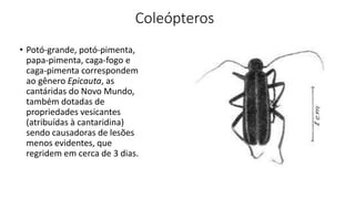 Coleópteros
• Potó-grande, potó-pimenta,
papa-pimenta, caga-fogo e
caga-pimenta correspondem
ao gênero Epicauta, as
cantáridas do Novo Mundo,
também dotadas de
propriedades vesicantes
(atribuídas à cantaridina)
sendo causadoras de lesões
menos evidentes, que
regridem em cerca de 3 dias.
 