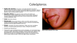 Coleópteros
• Ações do veneno: Hemolinfa e secreção glandular do potó→
potente toxina de contato, pederina, de ação cáustica e vesicante. Trata-se
de uma amida cristalina, de ação inibidora do DNA, bloqueando a mitose.
Adultos, ovos e larvas contêm a toxina.
• Quadro clínico: Sensação de ardor contínuo Os dedos que
friccionaram o inseto podem levar a toxina a outras áreas, inclusive à
mucosa conjuntival, provocando dano ocular (conjuntivite, blefarite,
ceratite esfoliativa, irite).
• Leve→discreto eritema.
• Moderado→marca do eritema, ardor e prurido, vesículas que se
alargam gradualmente(48h). Estágio escamoso, vesículas secam(8 dias),
deixando manchas pigmentadas(1 mês ou+).
• Grave →contato com vários espécimes. Febre, dor local, artralgia e
vômitos. O eritema pode persisti por meses. Infecção secundária
• Acidente por Epicauta sp.
• Tratamento Lavar imediatamente as áreas atingidas, com abundante água
corrente e sabão. Nas lesões instaladas, utilizar banhos anti- sépticos com
permanganato e antimicrobianos tópicos. A tintura de iodo destrói a
pederina, mas deve ser empregada precocemente. Em caso de contato
com os olhos, deve-se lavar o local com água limpa e abundante.
 