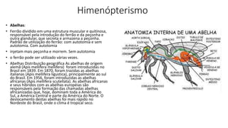 Himenópterismo
• Abelhas:
• Ferrão dividido em uma estrutura muscular e quitinosa,
responsável pela introdução do ferrão e da peçonha e
outra glandular, que secreta e armazena a peçonha.
Padrão de utilização do ferrão: com autotomia e sem
autotomia. Com autotomia
• injetam mais peçonha e morrem. Sem autotomia
• o ferrão pode ser utilizado várias vezes.
• Abelhas Distribuição geográfica As abelhas de origem
alemã (Apis mellifera mellifera) foram introduzidas no
Brasil em 1839. Em 1870, foram trazidas as abelhas
italianas (Apis mellifera ligustica), principalmente ao sul
do Brasil. Em 1956, foram introduzidas as abelhas
africanas (Apis mellifera scutellata). As abelhas africanas
e seus híbridos com as abelhas européias são
responsáveis pela formação das chamadas abelhas
africanizadas que, hoje, dominam toda a América do
Sul, a América Central e parte da América do Norte. O
deslocamento destas abelhas foi mais rápido no
Nordeste do Brasil, onde o clima é tropical seco.
 