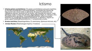 Ictismo
• Ictismo-peixes acantotóxicos: Os peixes acantotóxicos possuem espinhos
ou ferrões pontiagudos e retrosserrilhados, envolvidos por bainha de
tegumento sob a qual estão as glândulas de peçonha existentes nas
nadadeiras dorsais, peitorais ou na cauda, com exceção do niquim, cujas
glândulas estão na base dos ferrões. Bagres(Bagre bagre, B. marinus, etc),
mandi(Genidens genidens, Pimelodellabrasiliensis), peixe escorpião,
beatinha ou mangangá (Scorpaena brasiliensis, S. plumeri), niquim ou
peixe sapo(Thalassophrynenatterreri, T. amazonica)e arraias.
• Arraias marinhas (Dasyatisguttatus, D. americana, Gymnura micrura, etc)
• Arraias fluviais (Potamotrygon hystrix, P. motoro)
 