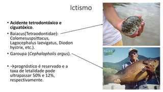 Ictismo
• Acidente tetrodontóxico e
ciguatóxico.
• Baiacus(Tetraodontidae):
Colomesuspsittacus,
Lagocephalus laevigatus, Diodon
hystrix, etc.).
• Garoupa (Cephalopholis argus).
• →prognóstico é reservado e a
taxa de letalidade pode
ultrapassar 50% e 12%,
respectivamente.
 