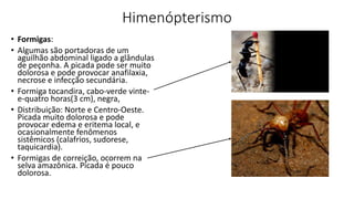 Himenópterismo
• Formigas:
• Algumas são portadoras de um
aguilhão abdominal ligado a glândulas
de peçonha. A picada pode ser muito
dolorosa e pode provocar anafilaxia,
necrose e infecção secundária.
• Formiga tocandira, cabo-verde vinte-
e-quatro horas(3 cm), negra,
• Distribuição: Norte e Centro-Oeste.
Picada muito dolorosa e pode
provocar edema e eritema local, e
ocasionalmente fenômenos
sistêmicos (calafrios, sudorese,
taquicardia).
• Formigas de correição, ocorrem na
selva amazônica. Picada é pouco
dolorosa.
 