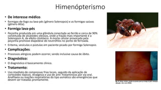 Himenópterismo
• De interesse médico:
• formigas-de-fogo ou lava-pés (gênero Solenopsis) e as formigas saúvas
(gênero Atta).
• Formiga lava-pés
• Peçonha produzida em uma glândula conectada ao ferrão e cerca de 90%
constituída de alcalóides oleosos, onde a fração mais importante é a
Solenopsin A, de efeito citotóxico. A morte celular provocada pela
peçonha promove diapedese de neutrófilos no ponto de ferroada.
• Eritema, vesículas e pústulas em paciente picado por formiga Solenopsis
• Complicações:
• Processos alérgicos podem ocorrer, sendo inclusive causa de óbito.
• Diagnóstico:
• O diagnóstico é basicamente clínico.
• Tratamento:
• Uso imediato de compressas frias locais, seguido da aplicação de
corticóides tópicos. Analgesia e uso de anti- histamínicos por via oral.
Anafilaxia ou reações respiratórias do tipo asmático são emergências que
devem ser tratadas prontamente.
 