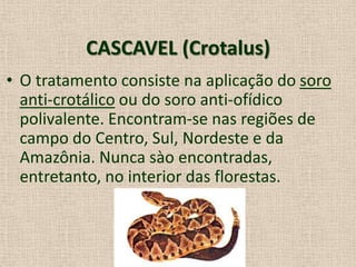 CASCAVEL (Crotalus)
• O tratamento consiste na aplicação do soro
anti-crotálico ou do soro anti-ofídico
polivalente. Encontram-se nas regiões de
campo do Centro, Sul, Nordeste e da
Amazônia. Nunca sào encontradas,
entretanto, no interior das florestas.
 