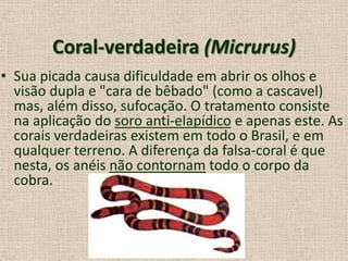 Coral-verdadeira (Micrurus)
• Sua picada causa dificuldade em abrir os olhos e
visão dupla e "cara de bêbado" (como a cascavel)
mas, além disso, sufocação. O tratamento consiste
na aplicação do soro anti-elapídico e apenas este. As
corais verdadeiras existem em todo o Brasil, e em
qualquer terreno. A diferença da falsa-coral é que
nesta, os anéis não contornam todo o corpo da
cobra.
 