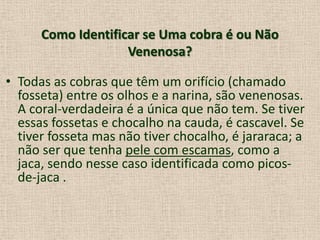 Como Identificar se Uma cobra é ou Não
Venenosa?
• Todas as cobras que têm um orifício (chamado
fosseta) entre os olhos e a narina, são venenosas.
A coral-verdadeira é a única que não tem. Se tiver
essas fossetas e chocalho na cauda, é cascavel. Se
tiver fosseta mas não tiver chocalho, é jararaca; a
não ser que tenha pele com escamas, como a
jaca, sendo nesse caso identificada como picos-
de-jaca .
 