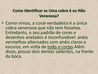 Como Identificar se Uma cobra é ou Não
Venenosa?
• Como vimos, a coral-verdadeira é a única
cobra venenosa que não tem fossetas.
Entretanto, o seu padrão de cores e
desenhos anelados é inconfundível: anéis
vermelhos alternados com anéis claros e
escuros, em volta de todo o corpo.Além
disso, possúi dois dentes salientes, na frente
da boca.
 