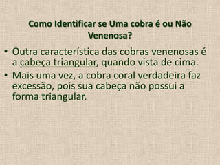 Como Identificar se Uma cobra é ou Não
Venenosa?
• Outra característica das cobras venenosas é
a cabeça triangular, quando vista de cima.
• Mais uma vez, a cobra coral verdadeira faz
excessão, pois sua cabeça não possui a
forma triangular.
 