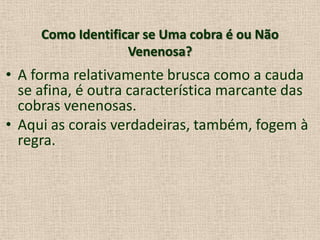 Como Identificar se Uma cobra é ou Não
Venenosa?
• A forma relativamente brusca como a cauda
se afina, é outra característica marcante das
cobras venenosas.
• Aqui as corais verdadeiras, também, fogem à
regra.
 