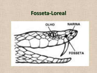 Fosseta-Loreal
 