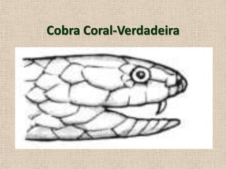 Cobra Coral-Verdadeira
 