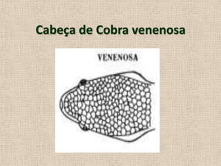 Cabeça de Cobra venenosa
 