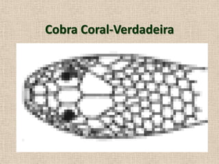 Cobra Coral-Verdadeira
 
