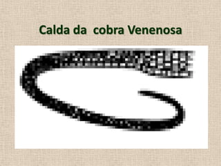Calda da cobra Venenosa
 