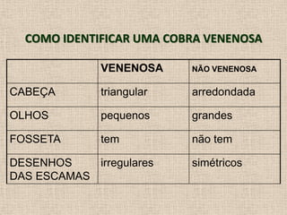 COMO IDENTIFICAR UMA COBRA VENENOSA
VENENOSA NÃO VENENOSA
CABEÇA triangular arredondada
OLHOS pequenos grandes
FOSSETA tem não tem
DESENHOS
DAS ESCAMAS
irregulares simétricos
 