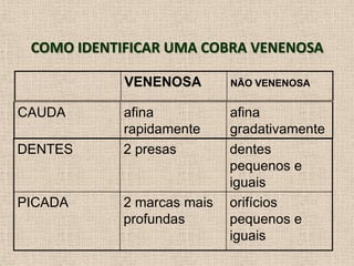 COMO IDENTIFICAR UMA COBRA VENENOSA
VENENOSA NÃO VENENOSA
CAUDA afina
rapidamente
afina
gradativamente
DENTES 2 presas dentes
pequenos e
iguais
PICADA 2 marcas mais
profundas
orifícios
pequenos e
iguais
 