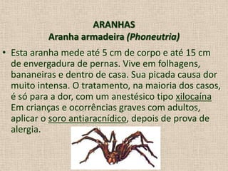 ARANHAS
Aranha armadeira (Phoneutria)
• Esta aranha mede até 5 cm de corpo e até 15 cm
de envergadura de pernas. Vive em folhagens,
bananeiras e dentro de casa. Sua picada causa dor
muito intensa. O tratamento, na maioria dos casos,
é só para a dor, com um anestésico tipo xilocaína
Em crianças e ocorrências graves com adultos,
aplicar o soro antiaracnídico, depois de prova de
alergia.
 