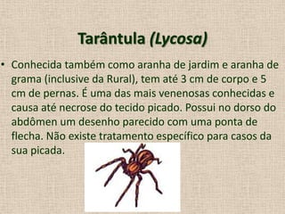 Tarântula (Lycosa)
• Conhecida também como aranha de jardim e aranha de
grama (inclusive da Rural), tem até 3 cm de corpo e 5
cm de pernas. É uma das mais venenosas conhecidas e
causa até necrose do tecido picado. Possui no dorso do
abdômen um desenho parecido com uma ponta de
flecha. Não existe tratamento específico para casos da
sua picada.
 