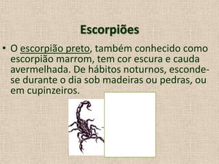 Escorpiões
• O escorpião preto, também conhecido como
escorpião marrom, tem cor escura e cauda
avermelhada. De hábitos noturnos, esconde-
se durante o dia sob madeiras ou pedras, ou
em cupinzeiros.
 