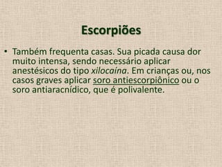 Escorpiões
• Também frequenta casas. Sua picada causa dor
muito intensa, sendo necessário aplicar
anestésicos do tipo xilocaína. Em crianças ou, nos
casos graves aplicar soro antiescorpiônico ou o
soro antiaracnídico, que é polivalente.
 