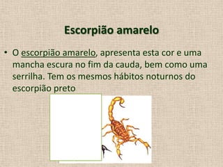 Escorpião amarelo
• O escorpião amarelo, apresenta esta cor e uma
mancha escura no fim da cauda, bem como uma
serrilha. Tem os mesmos hábitos noturnos do
escorpião preto
 