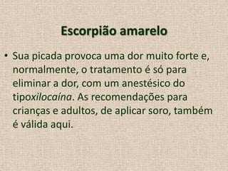 Escorpião amarelo
• Sua picada provoca uma dor muito forte e,
normalmente, o tratamento é só para
eliminar a dor, com um anestésico do
tipoxilocaína. As recomendações para
crianças e adultos, de aplicar soro, também
é válida aqui.
 