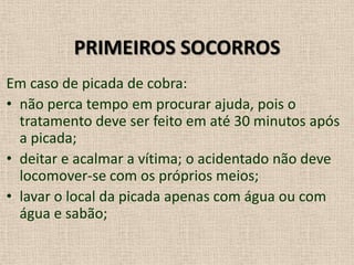 PRIMEIROS SOCORROS
Em caso de picada de cobra:
• não perca tempo em procurar ajuda, pois o
tratamento deve ser feito em até 30 minutos após
a picada;
• deitar e acalmar a vítima; o acidentado não deve
locomover-se com os próprios meios;
• lavar o local da picada apenas com água ou com
água e sabão;
 