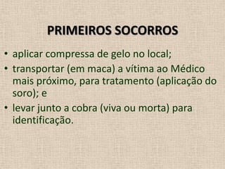 PRIMEIROS SOCORROS
• aplicar compressa de gelo no local;
• transportar (em maca) a vítima ao Médico
mais próximo, para tratamento (aplicação do
soro); e
• levar junto a cobra (viva ou morta) para
identificação.
 