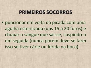 PRIMEIROS SOCORROS
• puncionar em volta da picada com uma
agulha esterilizada (uns 15 a 20 furos) e
chupar o sangue que saisse, cuspindo-o
em seguida (nunca porém deve-se fazer
isso se tiver cárie ou ferida na boca).
 