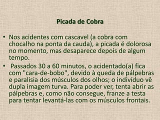 Picada de Cobra
• Nos acidentes com cascavel (a cobra com
chocalho na ponta da cauda), a picada é dolorosa
no momento, mas desaparece depois de algum
tempo.
• Passados 30 a 60 minutos, o acidentado(a) fica
com "cara-de-bobo", devido à queda de pálpebras
e paralisia dos músculos dos olhos; o indivíduo vê
dupla imagem turva. Para poder ver, tenta abrir as
pálpebras e, como não consegue, franze a testa
para tentar levantá-las com os músculos frontais.
 