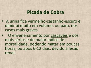 Picada de Cobra
• A urina fica vermelho-castanho-escuro e
diminui muito em volume, ou pára, nos
casos mais graves.
• O envenenamento por cascavéis é dos
mais sérios e de maior índice de
mortalidade, podendo matar em poucas
horas, ou após 6-12 dias, devido à lesão
renal.
 