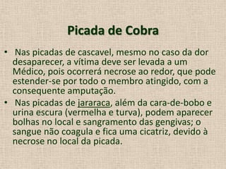 Picada de Cobra
• Nas picadas de cascavel, mesmo no caso da dor
desaparecer, a vítima deve ser levada a um
Médico, pois ocorrerá necrose ao redor, que pode
estender-se por todo o membro atingido, com a
consequente amputação.
• Nas picadas de jararaca, além da cara-de-bobo e
urina escura (vermelha e turva), podem aparecer
bolhas no local e sangramento das gengivas; o
sangue não coagula e fica uma cicatriz, devido à
necrose no local da picada.
 