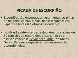 PICADA DE ESCORPIÃO
• Escorpiões são encontrados geralmente nas pilhas
de madeira, cercas, tijolos, telhas e cupinzeiros.
Sapatos e botas são ótimos esconderijos.
• No Brasil existem cerca de dez gêneros e acima de
50 espécies de escorpiões, destacando-se a
espécie venenosa Tytyus serrulatus , de Minas
Gerais. Para essa espécie existe um soro anti-
escorpionídico.
 