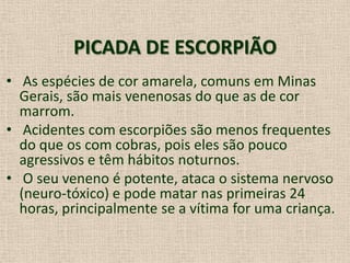 PICADA DE ESCORPIÃO
• As espécies de cor amarela, comuns em Minas
Gerais, são mais venenosas do que as de cor
marrom.
• Acidentes com escorpiões são menos frequentes
do que os com cobras, pois eles são pouco
agressivos e têm hábitos noturnos.
• O seu veneno é potente, ataca o sistema nervoso
(neuro-tóxico) e pode matar nas primeiras 24
horas, principalmente se a vítima for uma criança.
 