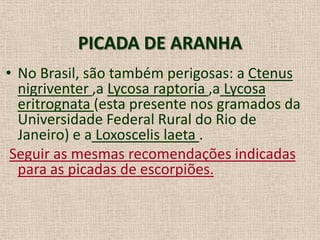 PICADA DE ARANHA
• No Brasil, são também perigosas: a Ctenus
nigriventer ,a Lycosa raptoria ,a Lycosa
eritrognata (esta presente nos gramados da
Universidade Federal Rural do Rio de
Janeiro) e a Loxoscelis laeta .
Seguir as mesmas recomendações indicadas
para as picadas de escorpiões.
 