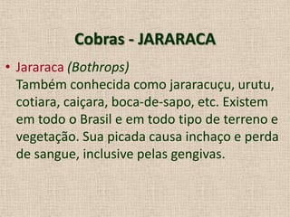 Cobras - JARARACA
• Jararaca (Bothrops)
Também conhecida como jararacuçu, urutu,
cotiara, caiçara, boca-de-sapo, etc. Existem
em todo o Brasil e em todo tipo de terreno e
vegetação. Sua picada causa inchaço e perda
de sangue, inclusive pelas gengivas.
 