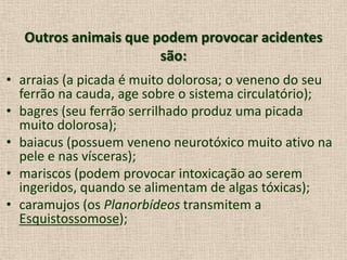 Outros animais que podem provocar acidentes
são:
• arraias (a picada é muito dolorosa; o veneno do seu
ferrão na cauda, age sobre o sistema circulatório);
• bagres (seu ferrão serrilhado produz uma picada
muito dolorosa);
• baiacus (possuem veneno neurotóxico muito ativo na
pele e nas vísceras);
• mariscos (podem provocar intoxicação ao serem
ingeridos, quando se alimentam de algas tóxicas);
• caramujos (os Planorbídeos transmitem a
Esquistossomose);
 