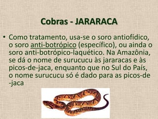 Cobras - JARARACA
• Como tratamento, usa-se o soro antiofídico,
o soro anti-botrópico (específico), ou ainda o
soro anti-botrópico-laquético. Na Amazônia,
se dá o nome de surucucu às jararacas e às
picos-de-jaca, enquanto que no Sul do País,
o nome surucucu só é dado para as picos-de
-jaca
 