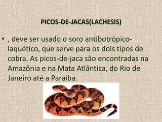 PICOS-DE-JACAS(LACHESIS)
• , deve ser usado o soro antibotrópico-
laquético, que serve para os dois tipos de
cobra. As picos-de-jaca são encontradas na
Amazônia e na Mata Atlântica, do Rio de
Janeiro até a Paraíba.
 