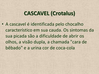 CASCAVEL (Crotalus)
• A cascavel é identificada pelo chocalho
característico em sua cauda. Os sintomas da
sua picada são a dificuldade de abrir os
olhos, a visão dupla, a chamada "cara de
bêbado" e a urina cor de coca-cola
 