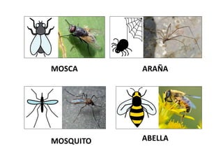 MOSCA ARAÑA
MOSQUITO ABELLA
 