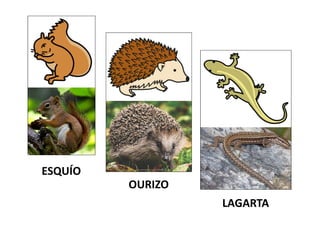 ESQUÍO
OURIZO
LAGARTA
 