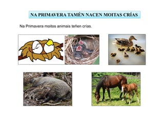 NA PRIMAVERA TAMÉN NACEN MOITAS CRÍAS
Na Primavera moitos animais teñen crías.
 